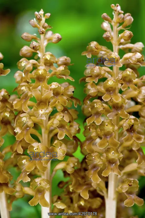 : Bird's Nest Orchid - Saprophytic orchid - in beech wood : Bird's Nest Orchid - Saprophytic orchid - in beech wood