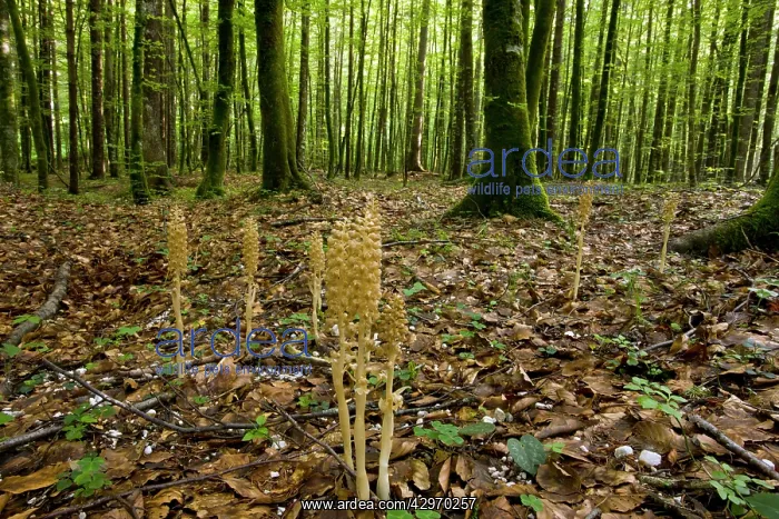 : Bird's Nest Orchid - Saprophytic orchid - in beech wood : Bird's Nest Orchid - Saprophytic orchid - in beech wood