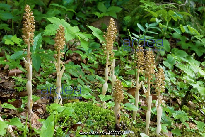 : Bird's nest orchid - in shady woodland : Bird's nest orchid - in shady woodland