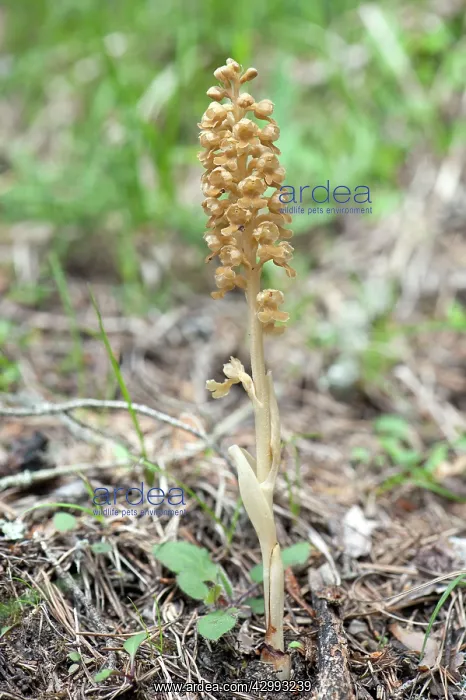 : Bird's-nest orchid - Single flower : Bird's-nest orchid - Single flower