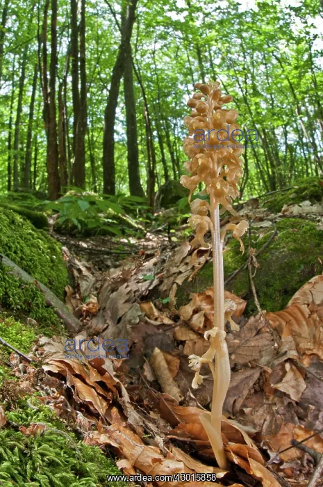 : Bird's-nest Orchid in the woods : Bird's-nest Orchid in the woods