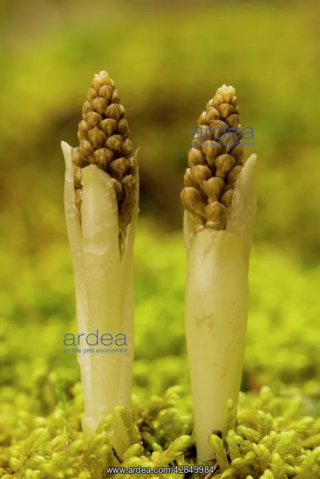  : Bird's nest orchid - young spikes emerging