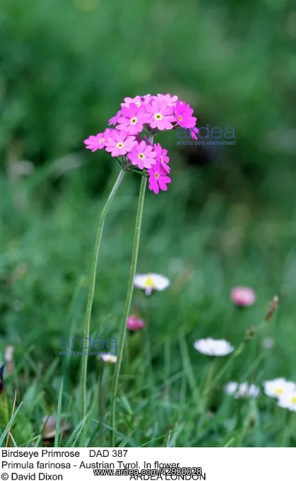 : Birdseye Primrose : Birdseye Primrose