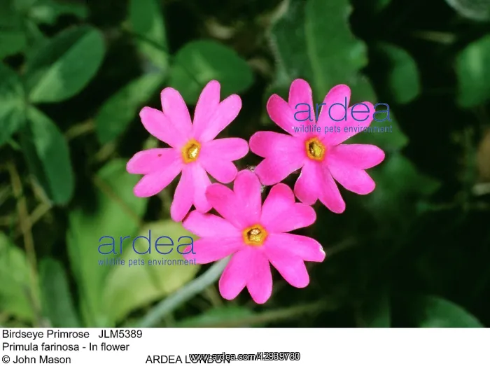 : Birdseye Primrose : Birdseye Primrose