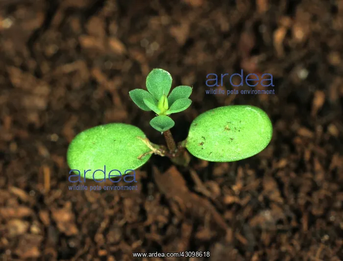 : Birdsfoot trefoil seedling : Birdsfoot trefoil seedling