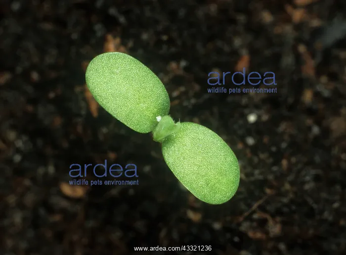 : Birdsfoot trefoil seedling : Birdsfoot trefoil seedling
