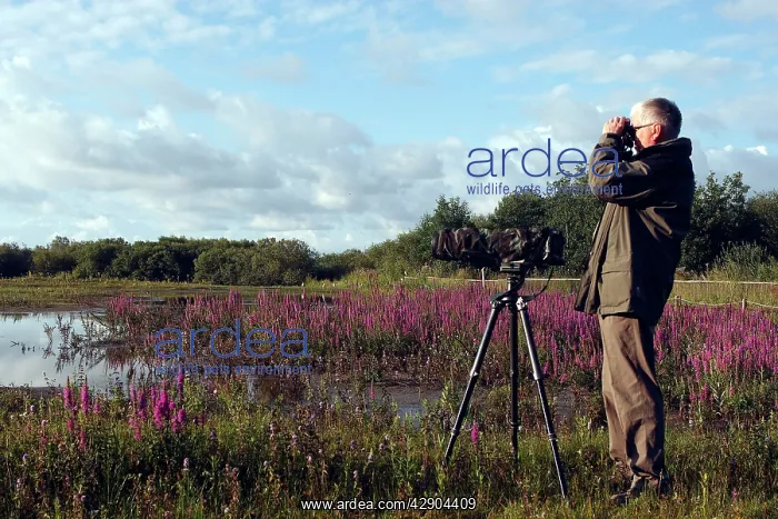: Birdwatcher - with camera & binoculars in 'Parc : Birdwatcher - with camera & binoculars in 'Parc