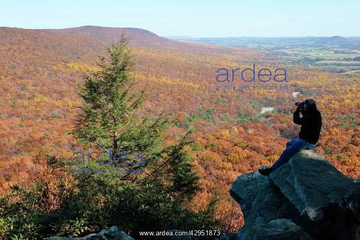 : Birdwatcher - Hawk watching at Hawk Mountain Sanctuarys : Birdwatcher - Hawk watching at Hawk Mountain Sanctuarys