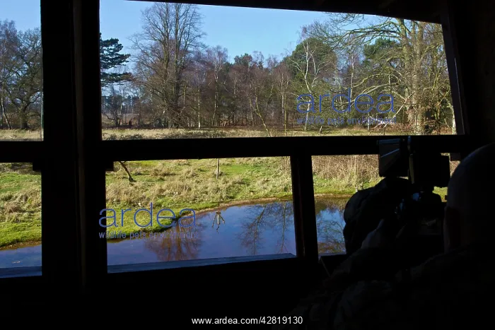 : Birdwatcher in hide. The Lodge RSPB Nature Reserve : Birdwatcher in hide. The Lodge RSPB Nature Reserve
