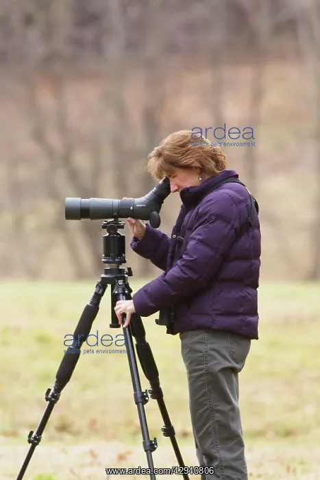 : Birdwatcher - using Spotting Scope : Birdwatcher - using Spotting Scope