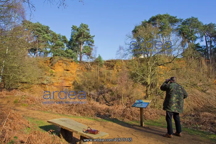 : Birdwatcher watching Kestrel over quarry : Birdwatcher watching Kestrel over quarry