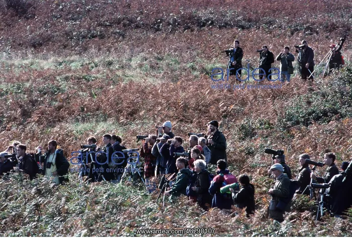 : BIRDWATCHERS : BIRDWATCHERS
