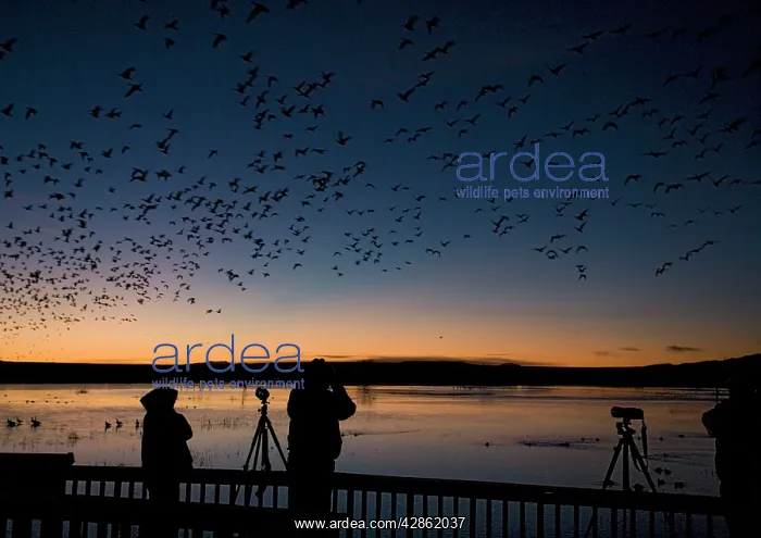 : Birdwatchers - in the Bosque del Apache National : Birdwatchers - in the Bosque del Apache National