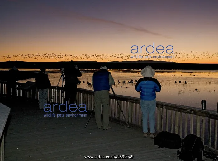 : Birdwatchers - in the Bosque del Apache National : Birdwatchers - in the Bosque del Apache National