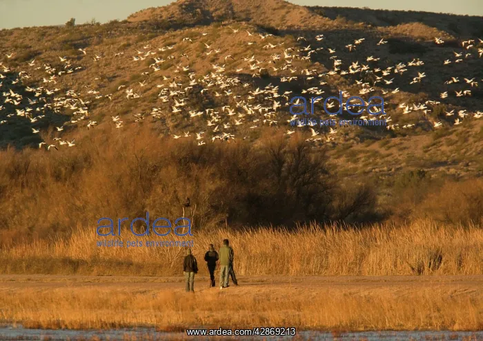 : Birdwatchers - in the Bosque del Apache National : Birdwatchers - in the Bosque del Apache National