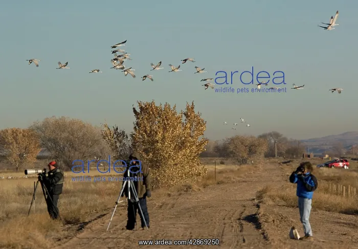 : Birdwatchers - in the Bosque del Apache National : Birdwatchers - in the Bosque del Apache National