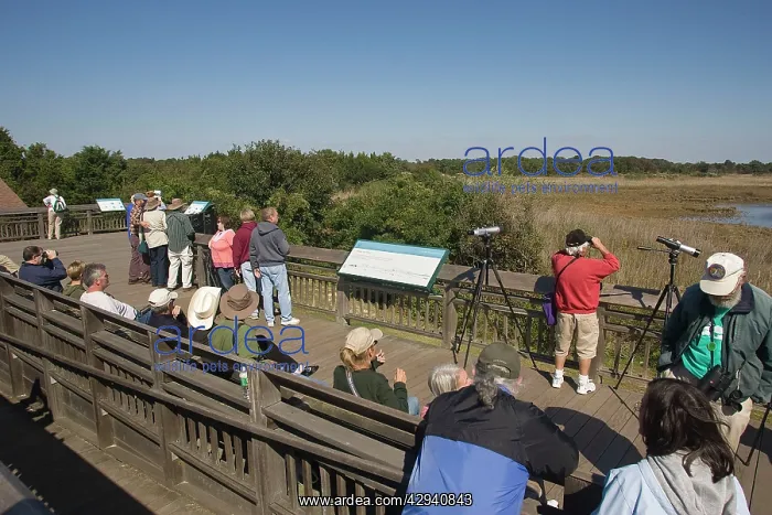 : Birdwatchers - Cape May Hawk Watch Platform : Birdwatchers - Cape May Hawk Watch Platform