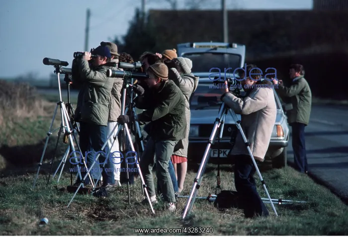 : BIRDWATCHERS - ON ROADSIDE : BIRDWATCHERS - ON ROADSIDE