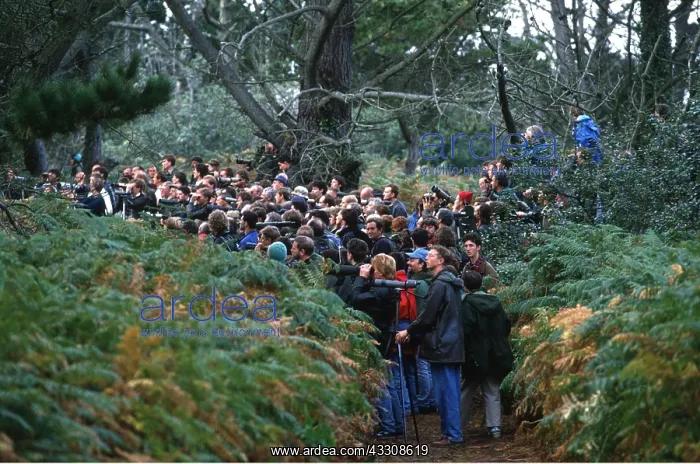 : BIRDWATCHERS - Twitchers on the Isles of Scilly : BIRDWATCHERS - Twitchers on the Isles of Scilly