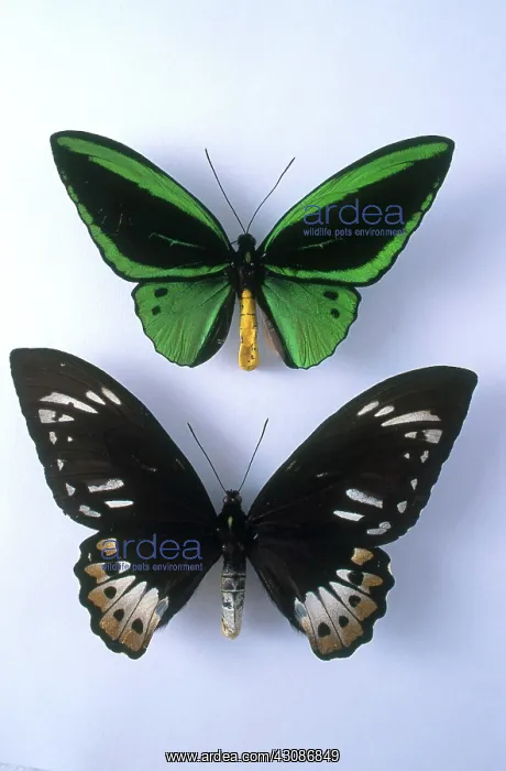 : Birdwing Butterflies : Birdwing Butterflies