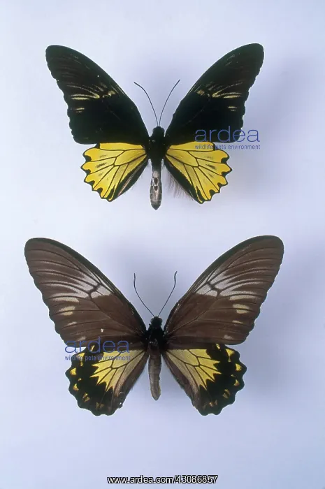  : Birdwing Butterflies