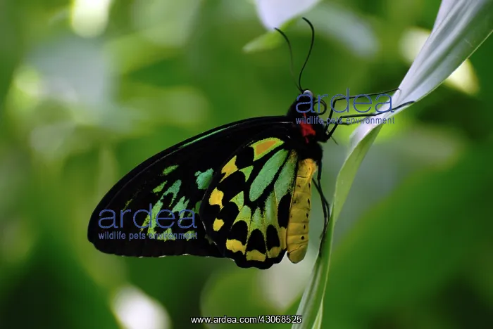 : Birdwing Butterfly : Birdwing Butterfly