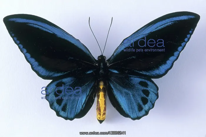 : Birdwing Butterfly : Birdwing Butterfly