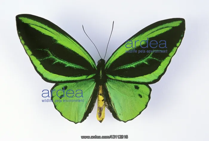 : Birdwing Butterfly : Birdwing Butterfly