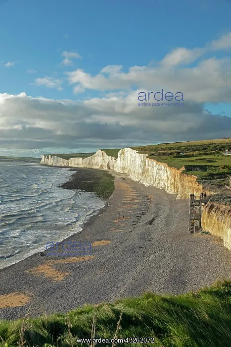 : Birling Gap, The Seven Sisters chalk cliffs, South : Birling Gap, The Seven Sisters chalk cliffs, South