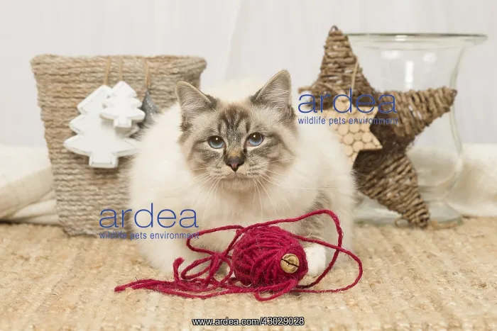  : Birman