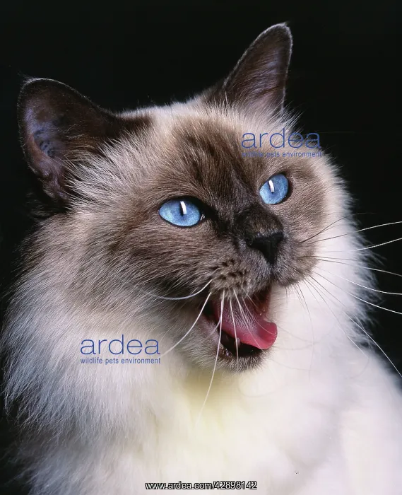  : Birman Blue Cat