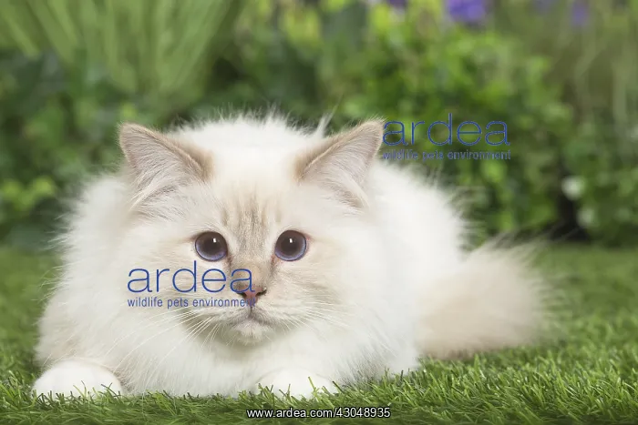  : Birman Cat