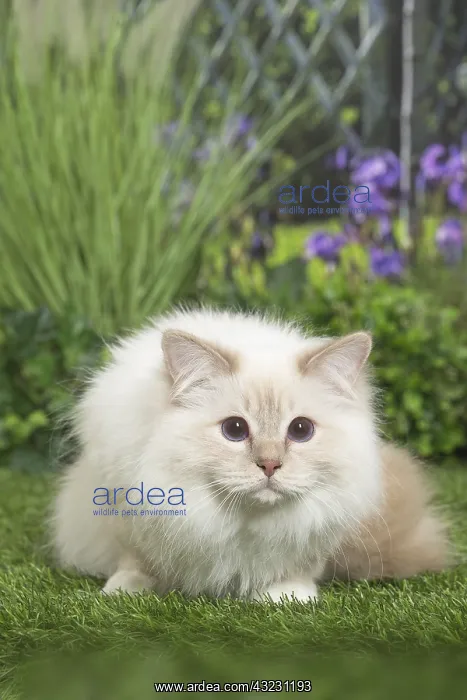  : Birman Cat