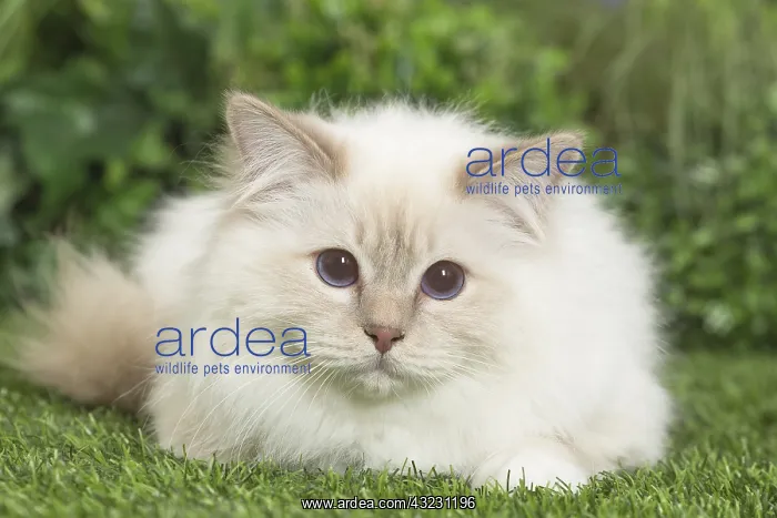  : Birman Cat