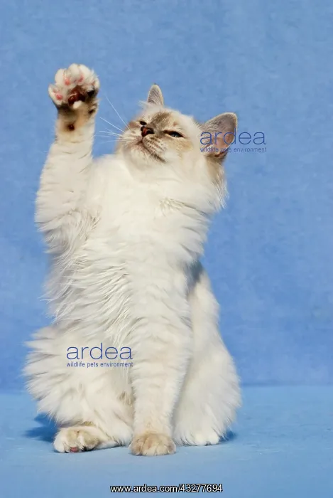 : Birman cat, begging : Birman cat, begging