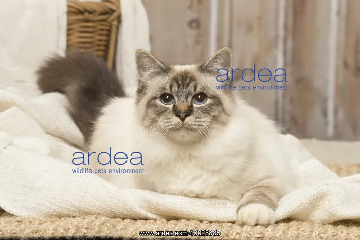  : Birman cat indoors