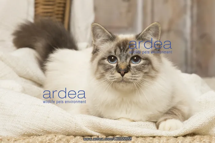  : Birman cat indoors