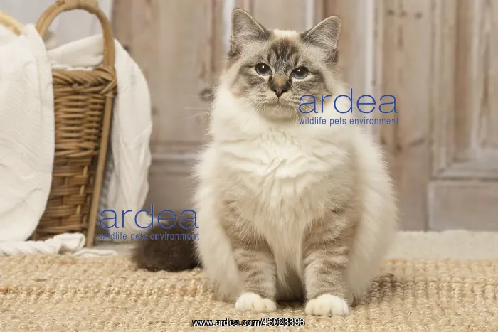  : Birman cat indoors