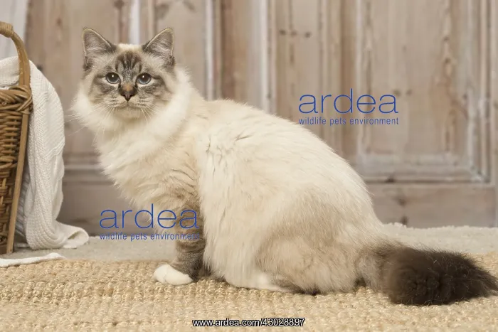  : Birman cat indoors