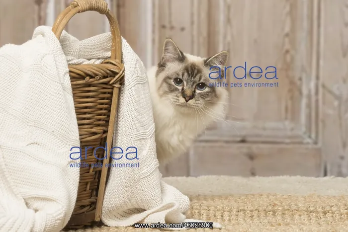  : Birman cat indoors