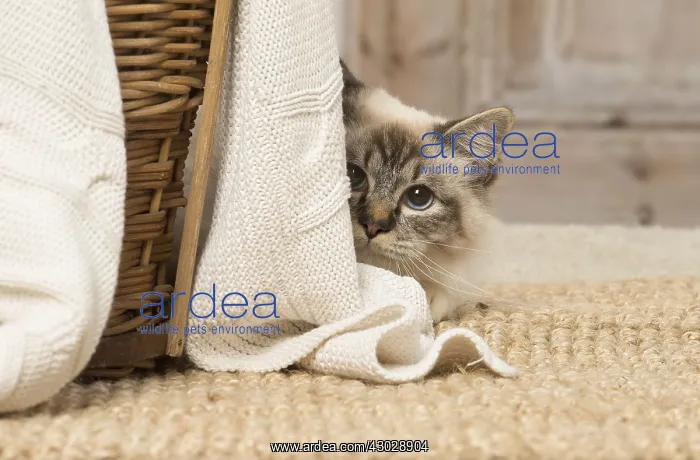  : Birman cat indoors