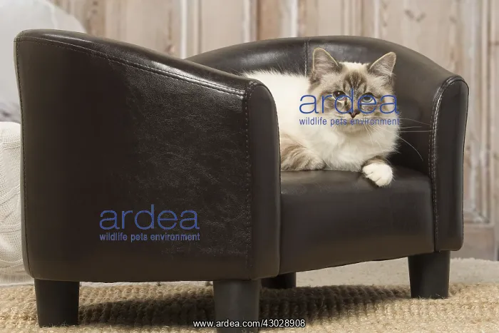  : Birman cat indoors