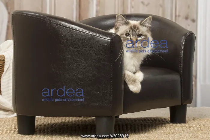  : Birman cat indoors