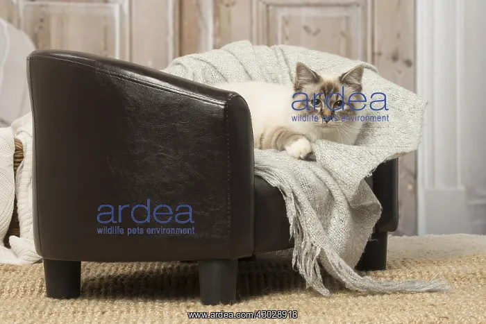  : Birman cat indoors