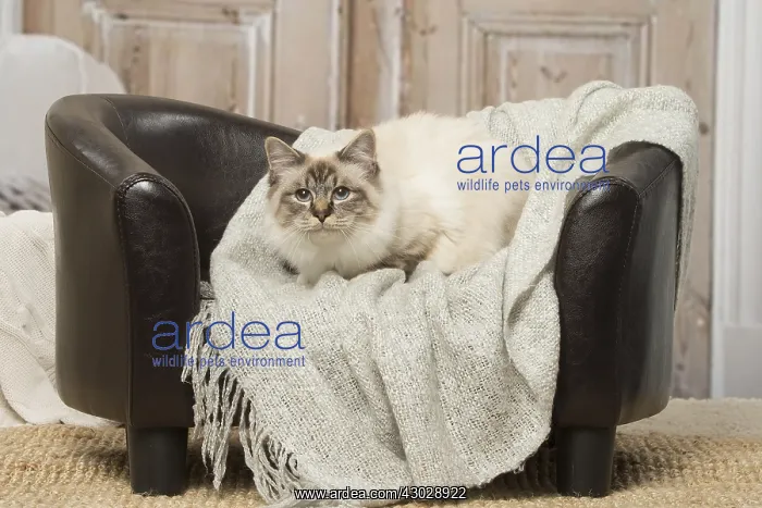  : Birman cat indoors