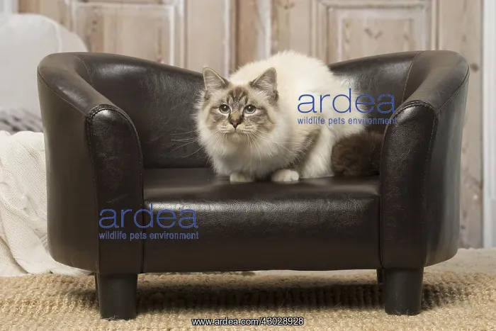  : Birman cat indoors