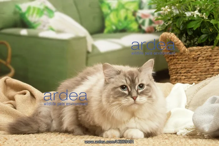  : Birman cat indoors
