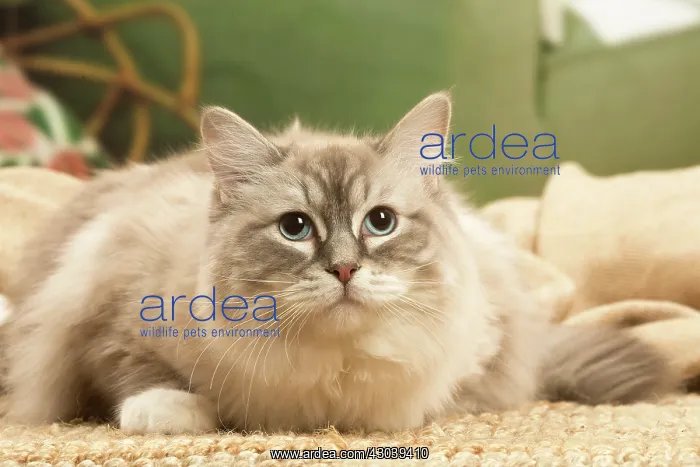  : Birman cat indoors