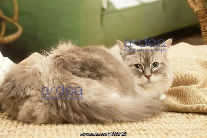  : Birman cat indoors