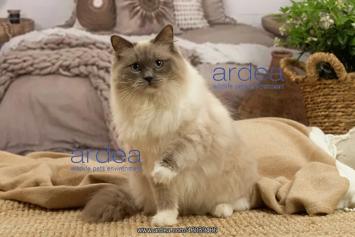  : Birman cat indoors